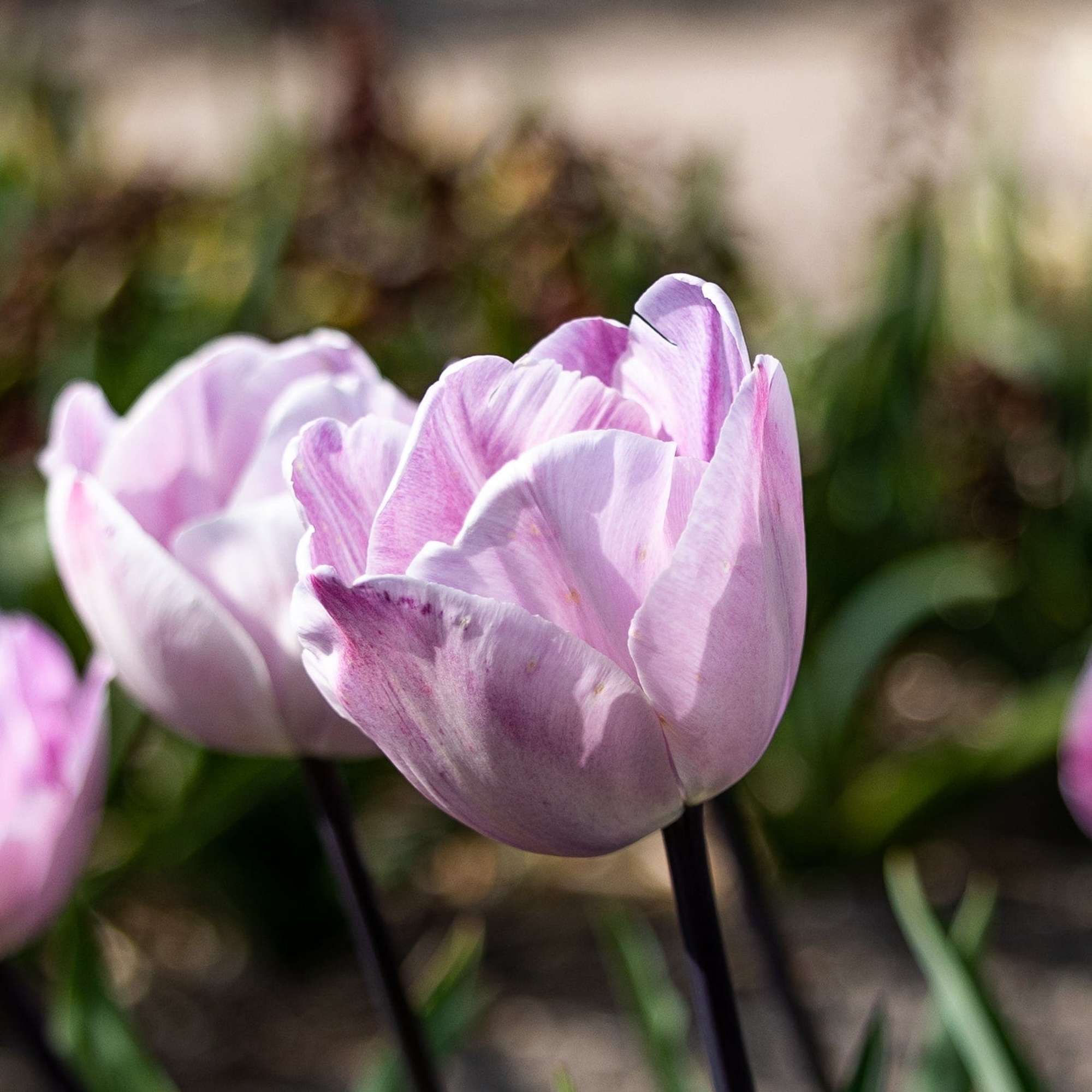 Tulpe 'Jacuzzi'